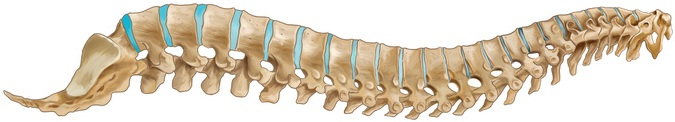 spine logo